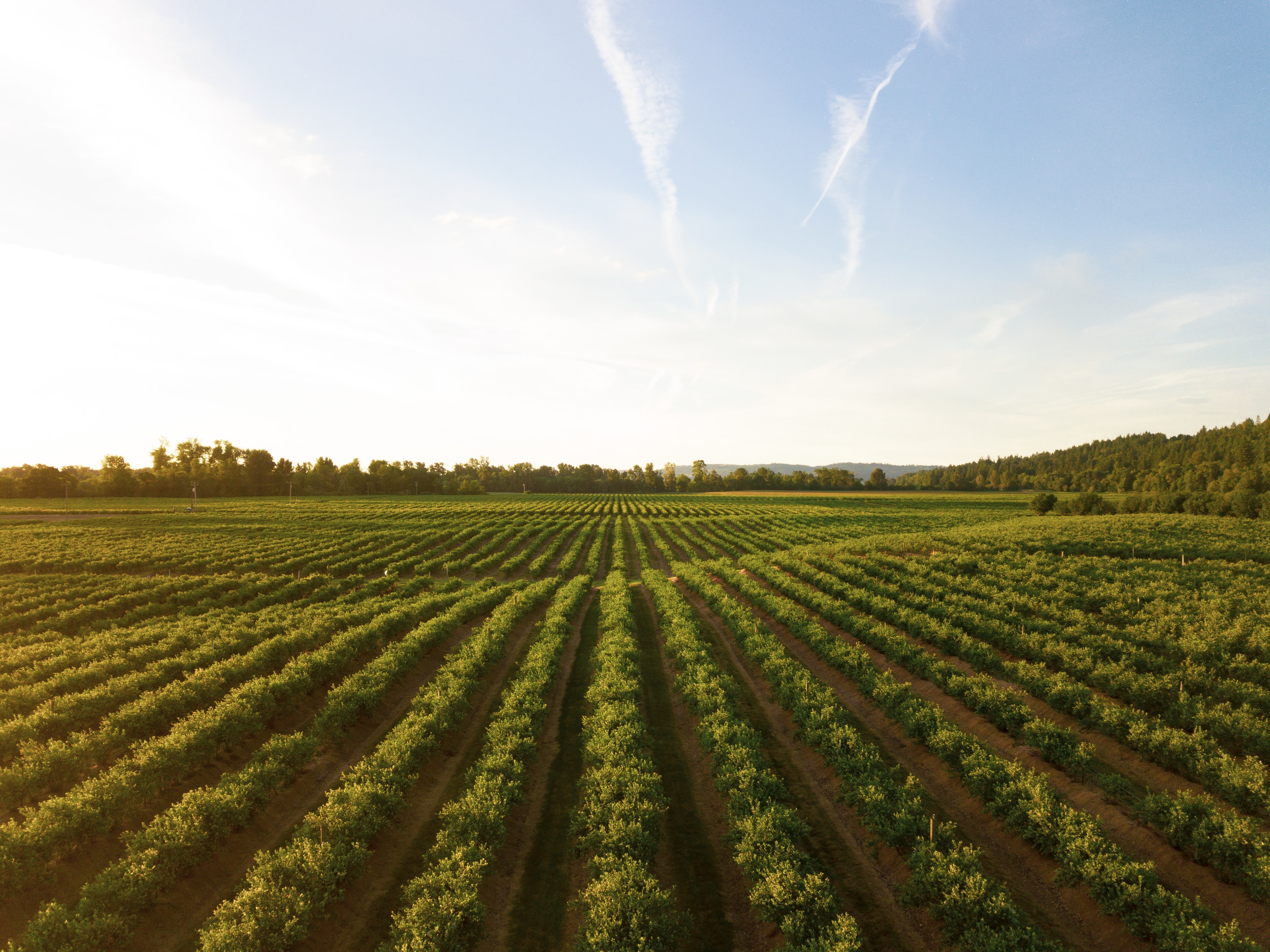 Healthcare & Agriculture