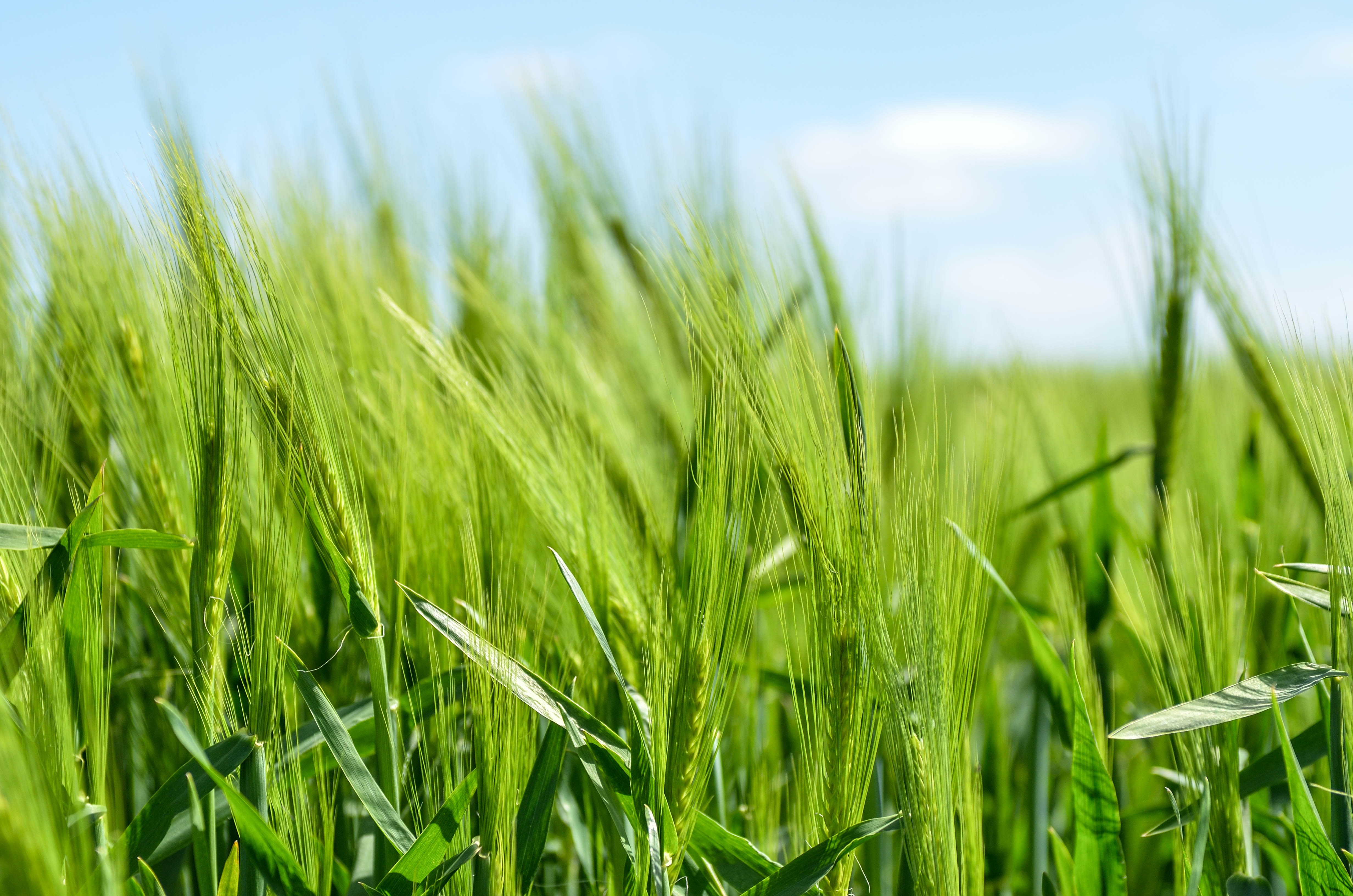 Healthcare & Agriculture