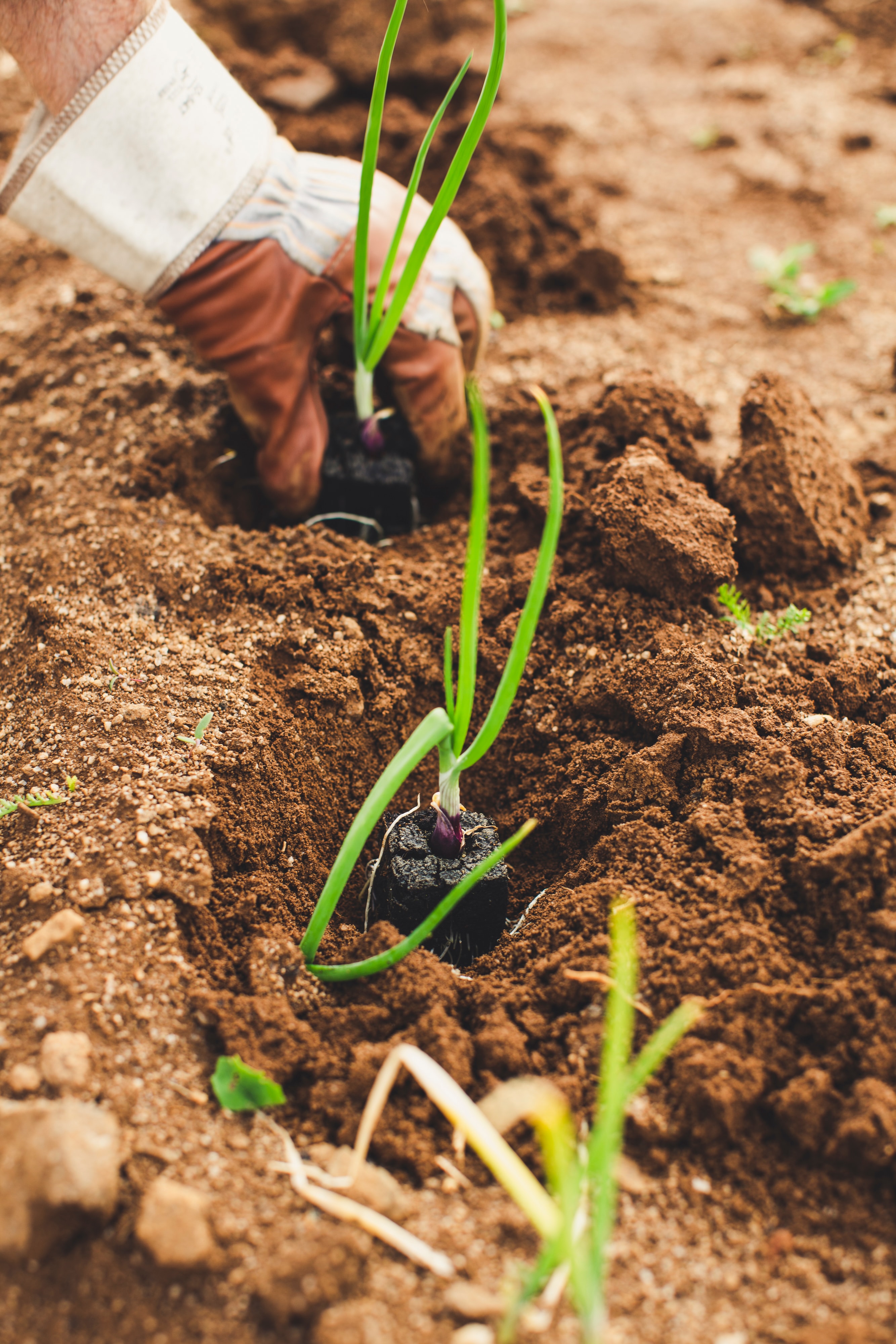 Healthcare & Agriculture